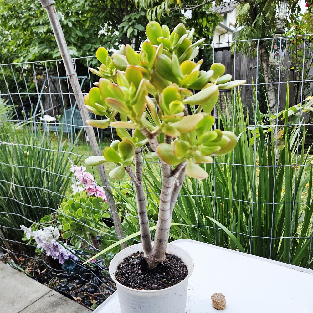 Botany Bay Jade - Picture 2 of 6